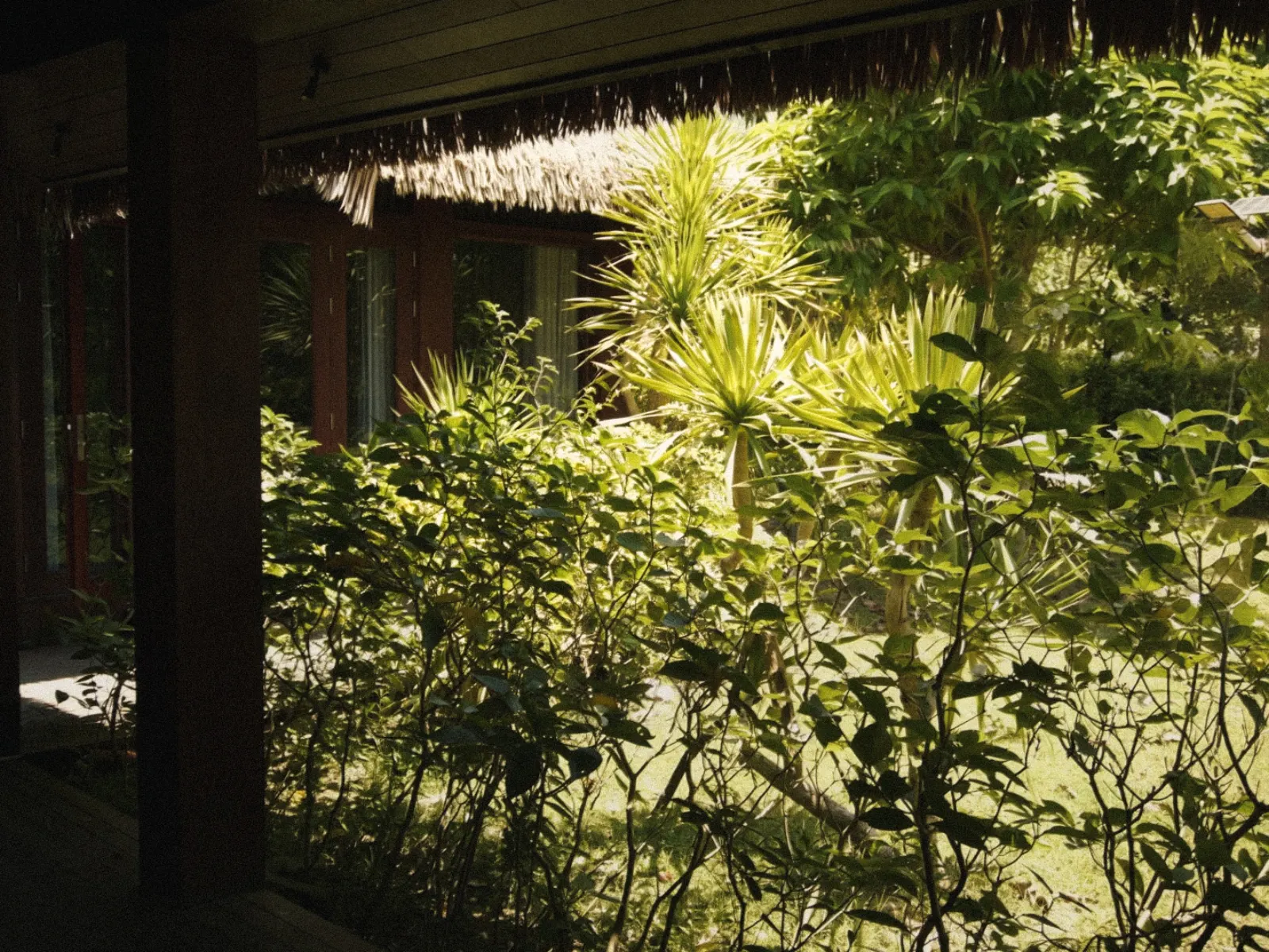 Tropical garden view